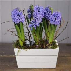 Stylish Planted Hyacinth